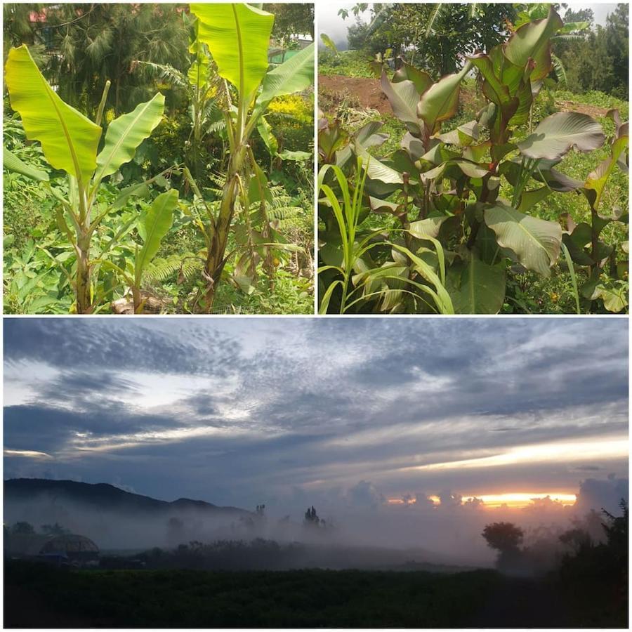 Au Coeur Des Plantations Konuk evi La Possession Dış mekan fotoğraf