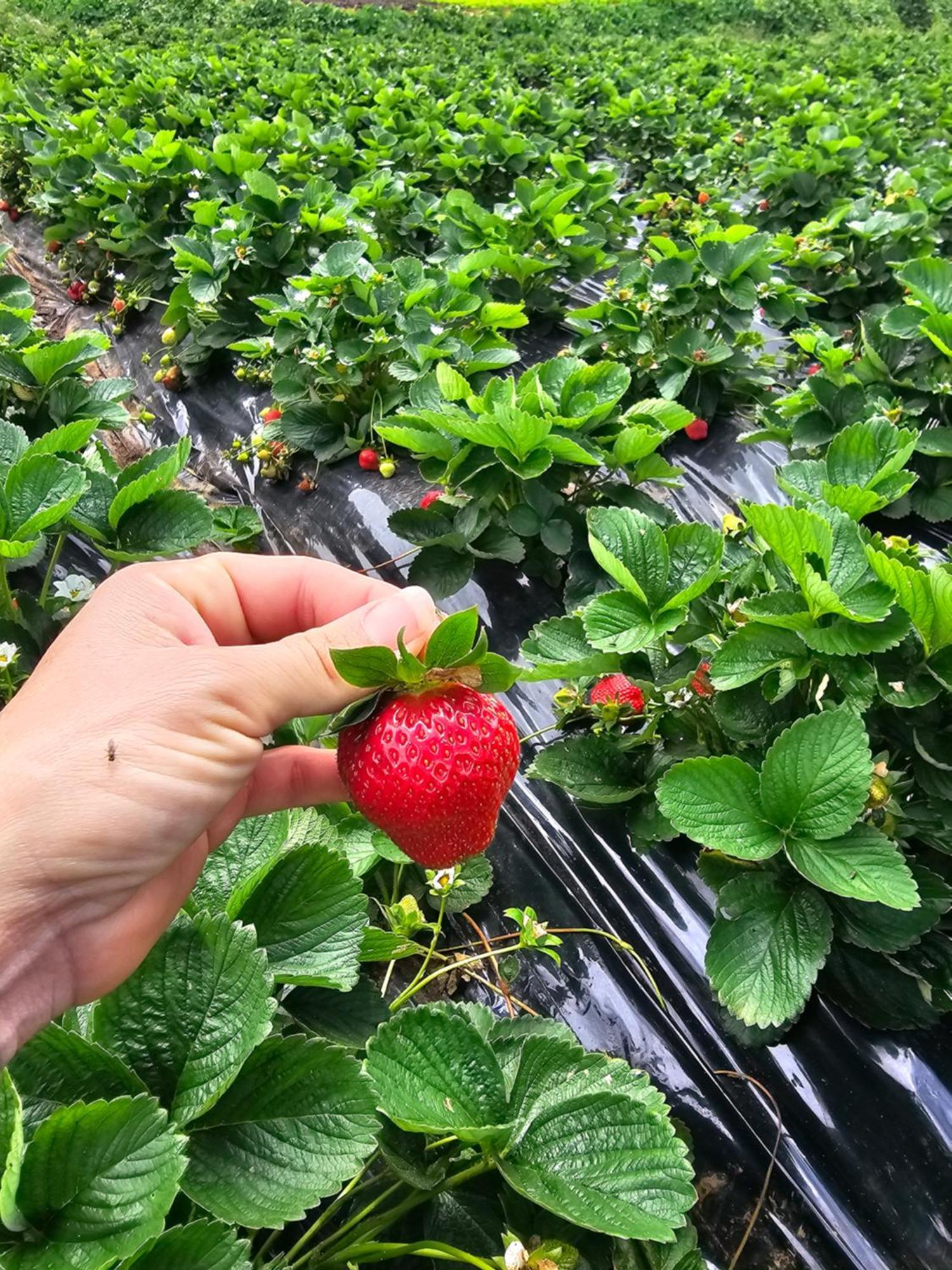 Au Coeur Des Plantations Konuk evi La Possession Dış mekan fotoğraf